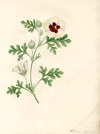 Hibiscus [Africanus?]
