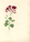 Pelargonium [Gratmanianum?]