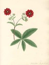 Potentilla [...]