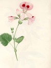 Pelargonium H[.]b[.]ianthum