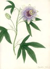 Passiflora Palmata