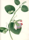 Passiflora Elata