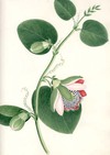 view larger version