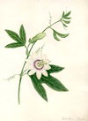 Passiflora Edulis