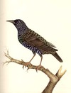 Starling