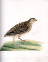 Quail