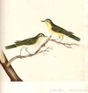 Yellow Wrens Male & Female