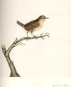 Common Wren