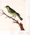 Green Finch Male