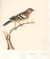 Chaffinch Male