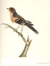 Mountain Finch Male
