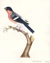 Bull Finch Male