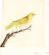 Canary Male
