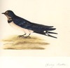 Chimney Swallow