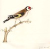 Gold Finch [sic]