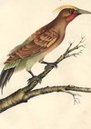 Cinnamon Woodpecker, Cayenne