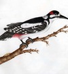 Greater Spoted [sic] Woodpecker, Europe