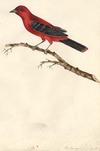 Red Tanager, South Carolina