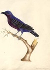 Purple Breasted Chatterer, Female