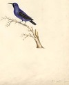 view larger version