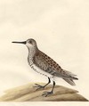 Common Sand Piper, Female, Ireland