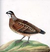 Pine Partridge