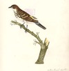 view larger version