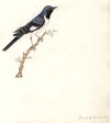 Black & Blue Warbler