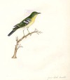 Green back Warbler