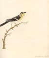 Black burnian Warbler