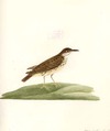 view larger version