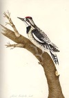 Coc[kaded?] Woodpecker, male