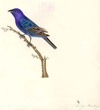 Indigo Bunting