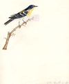 Golden breasted Warbler