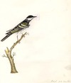 Black pole Warbler