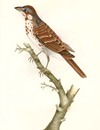 Cinnamon Bunting