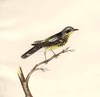 Black & yellow Warbler