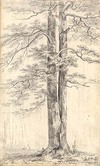 Oak trees Phenix [sic] Park Oct. 11th 1805