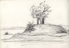 [Motte or mound with trees growing on top of it; possibly that in Clonard, Co. Meath?]