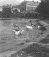 [Ducks and geese swimming on pond in St. Stephen's Green]