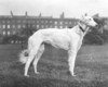 [White dog standing in park, possibly Merrion Square]