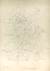 view larger version