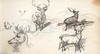 [Sketches of deer]