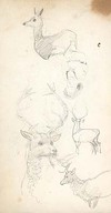 [Pencil sketches of deer]