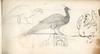 [Sketches of peacocks and a swan]