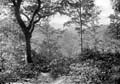 The Lawrence Photograph Collection
