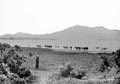 The Lawrence Photograph Collection