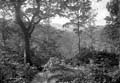 The Lawrence Photograph Collection