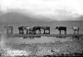 The Lawrence Photograph Collection