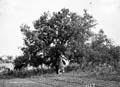 The Lawrence Photograph Collection